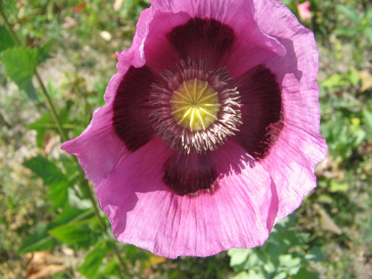 closeup view of large, pink flower with green background