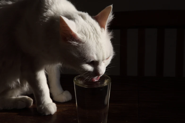 a cat looks at soing in a glass