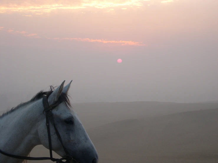 a white horse with the sun behind it