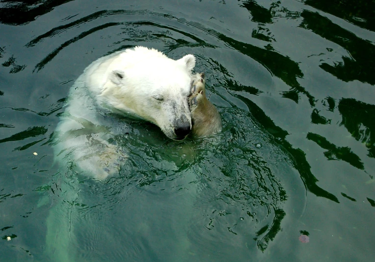 the bear is swimming in the water together
