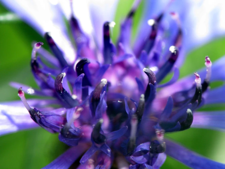 the top half of a small purple flower