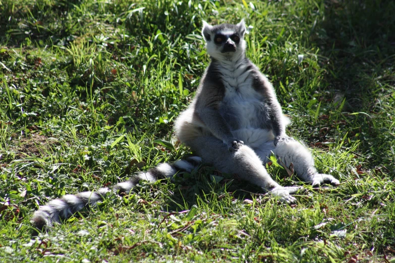 a black and white ring tailed lemurt in a field of grass
