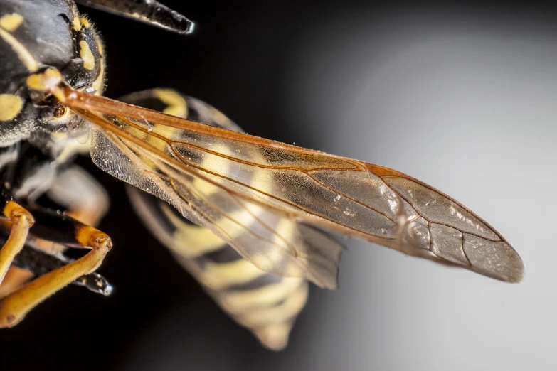 yellow and black bee flying up on the arm of another black and yellow fly