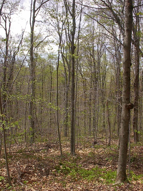 a path in the middle of the woods