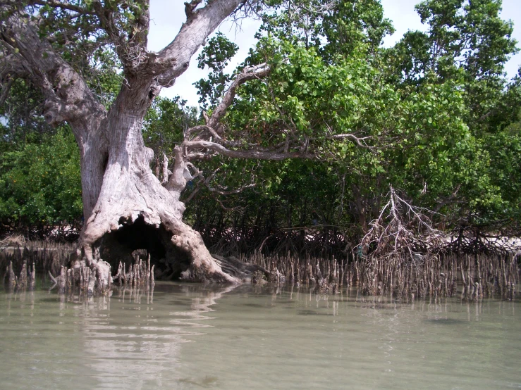 an image of a tree that is in the water