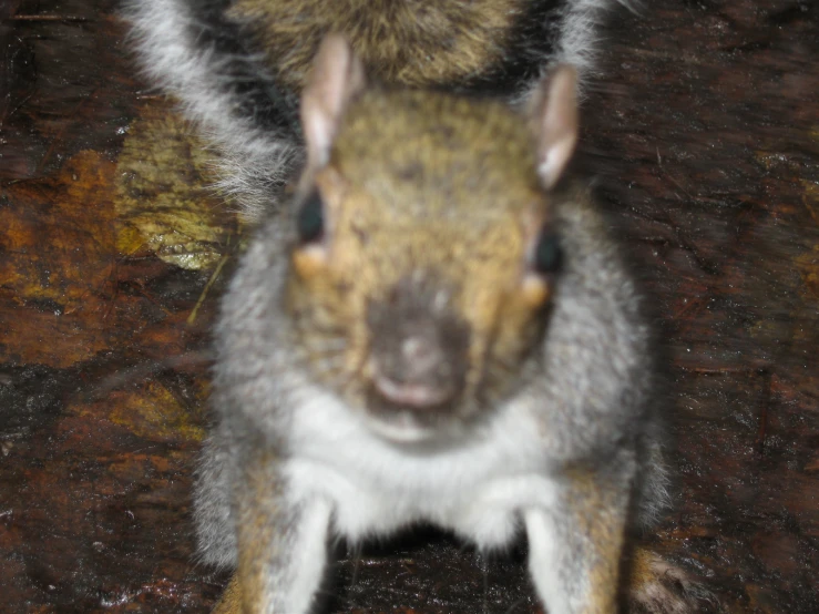 a squirrel looks up at the camera as he stands