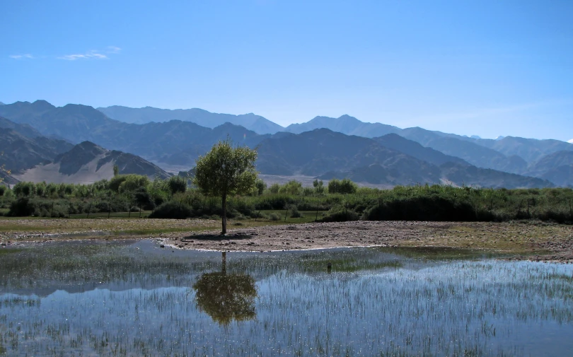 a tree standing in water surrounded by mountains