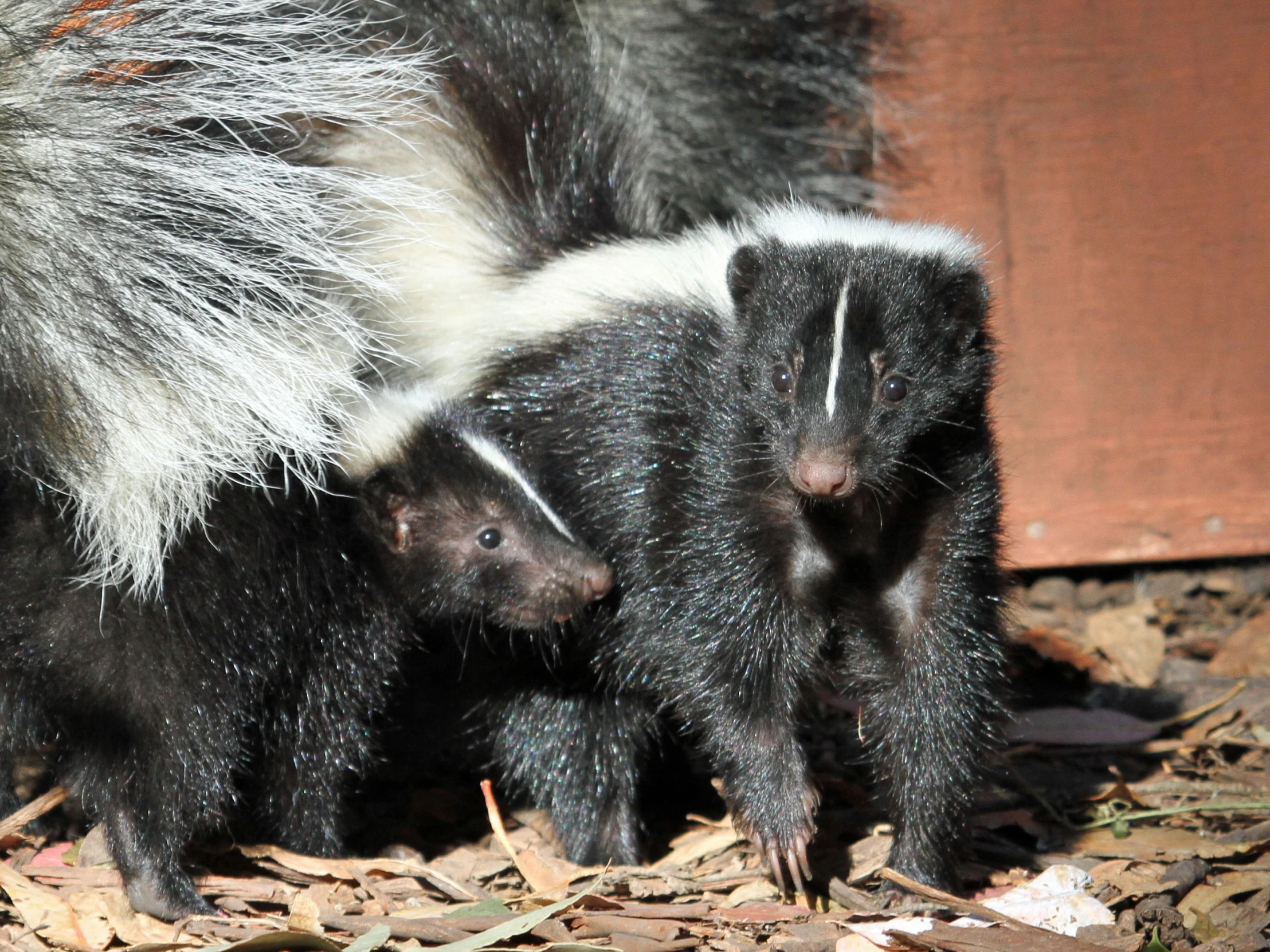 two small black and white animal standing next to each other