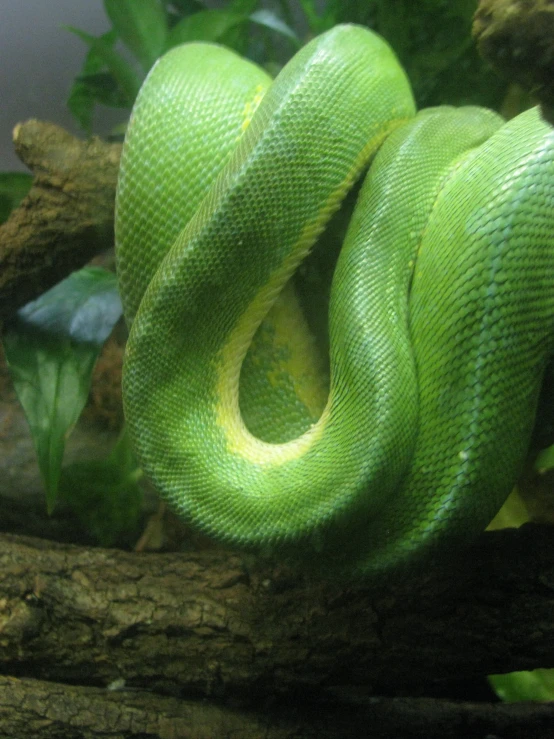 a green snake that is on top of a nch