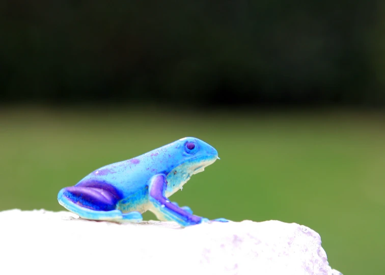 a colorful lizard sitting on top of a rock