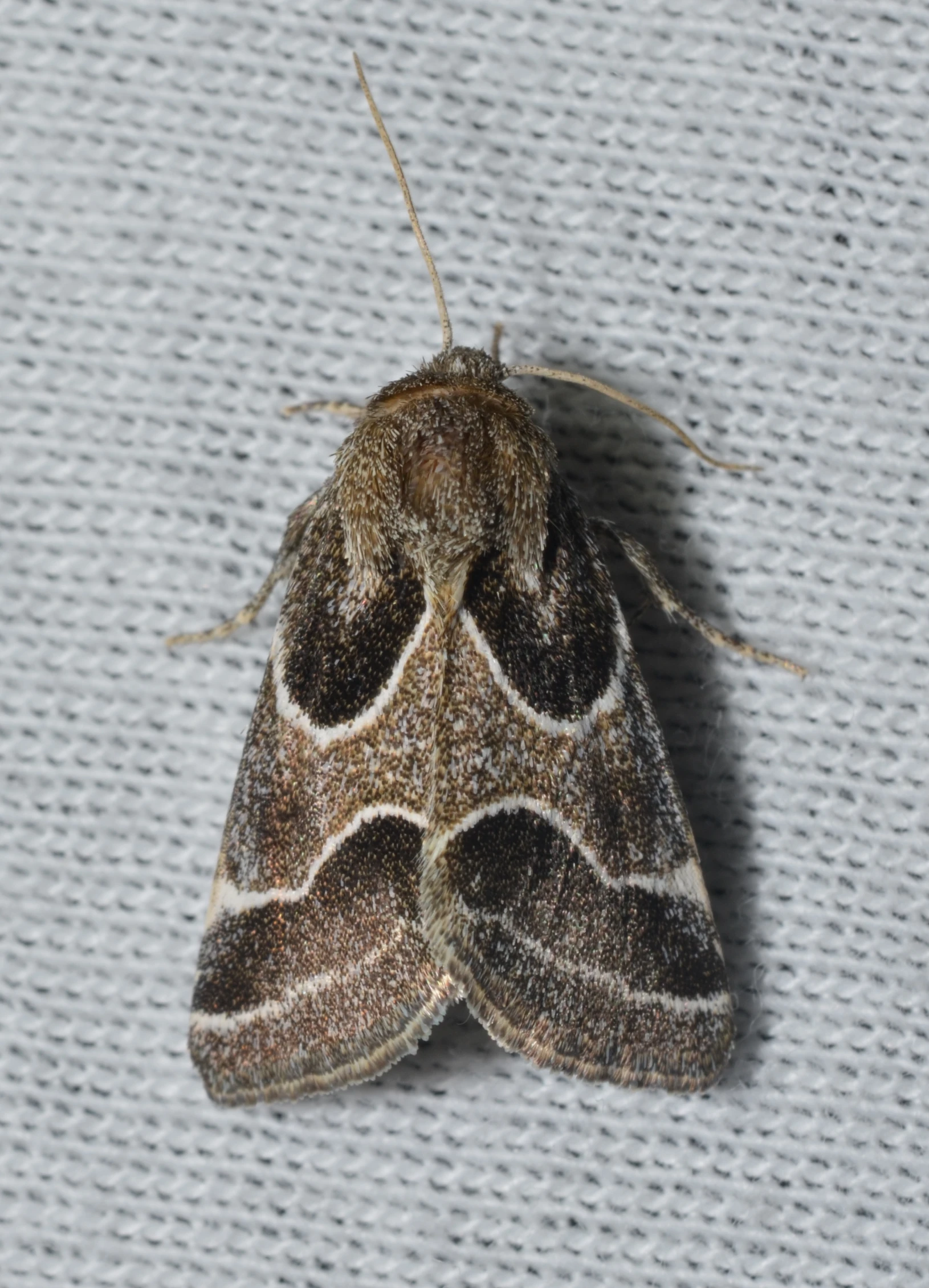 a brown moth sitting on a white cloth