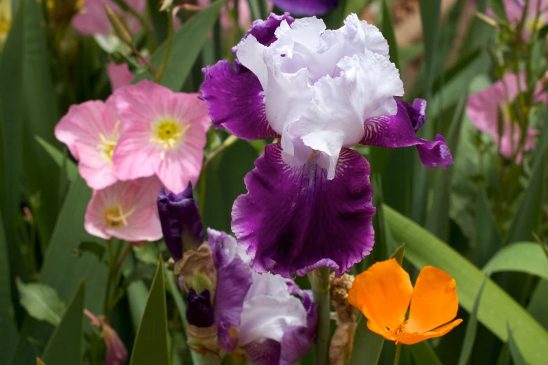 a group of flowers that are in some grass