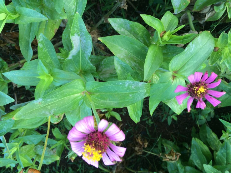 two purple flowers with green leaves in a garden