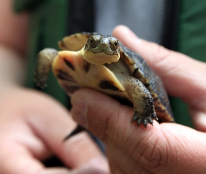 a small turtle in the hand of a person