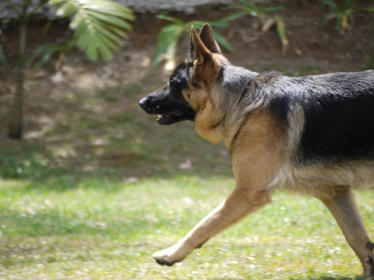 a dog is running and enjoying the sunshine