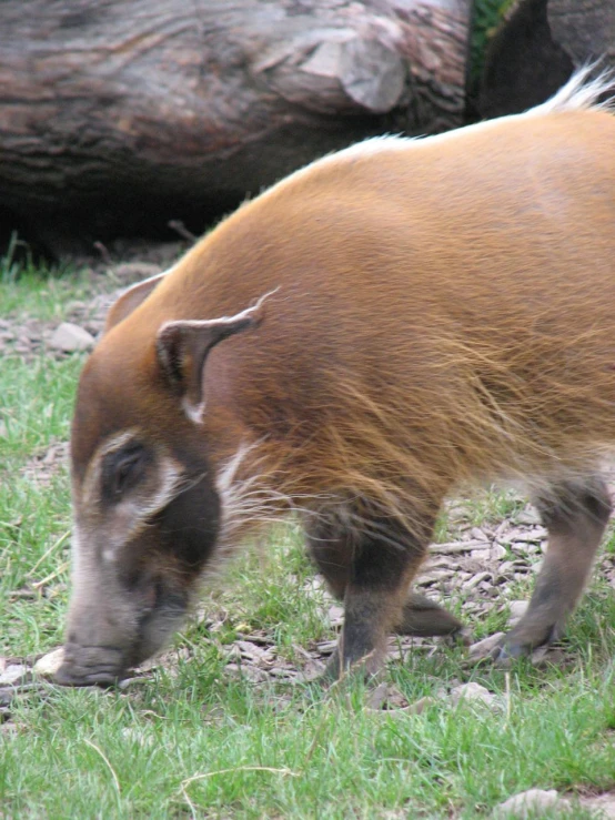 a large hog looking into the grass near a fallen tree