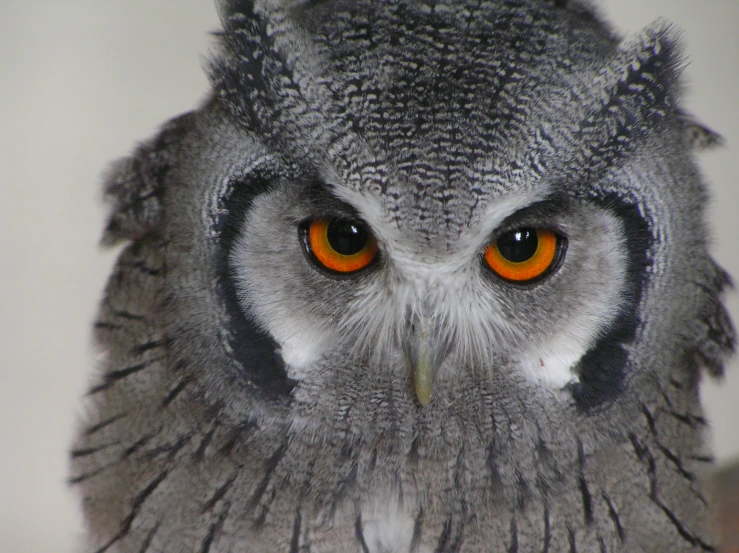 an owl's head with orange eyes and a white background