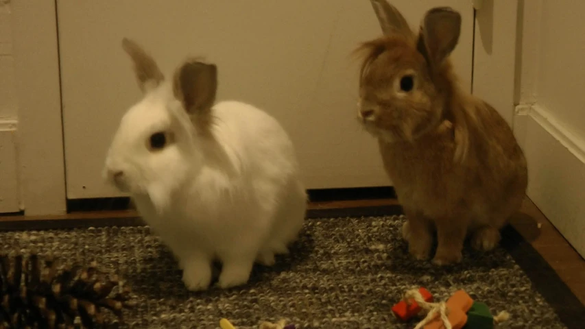 two rabbits are standing next to each other