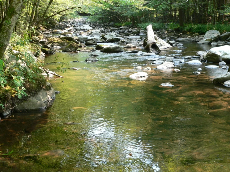 the water in this river is very clear