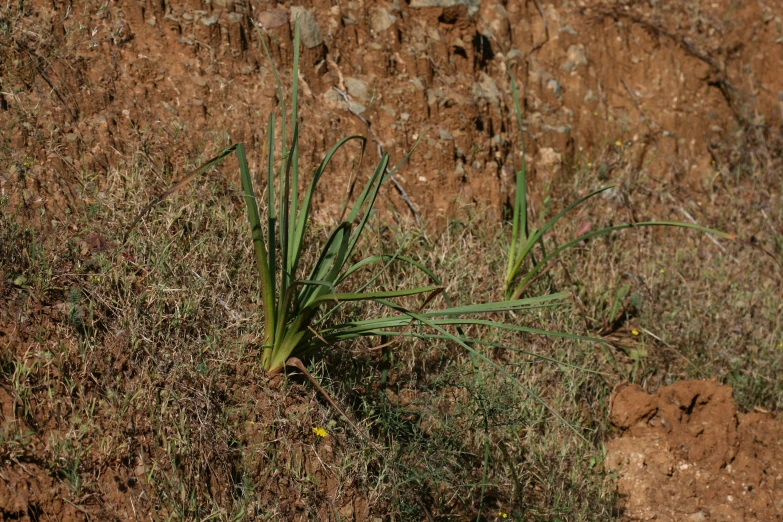 a bunch of grass that is growing out of the side of a hill