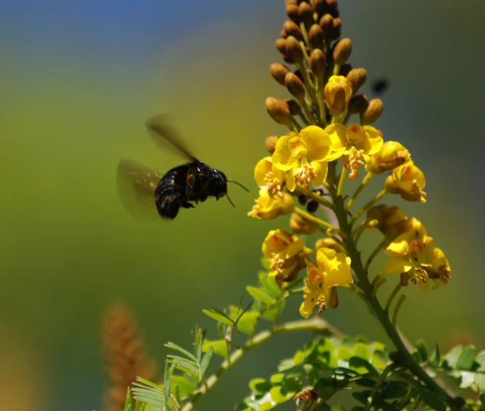 a bee is flying towards yellow flowers