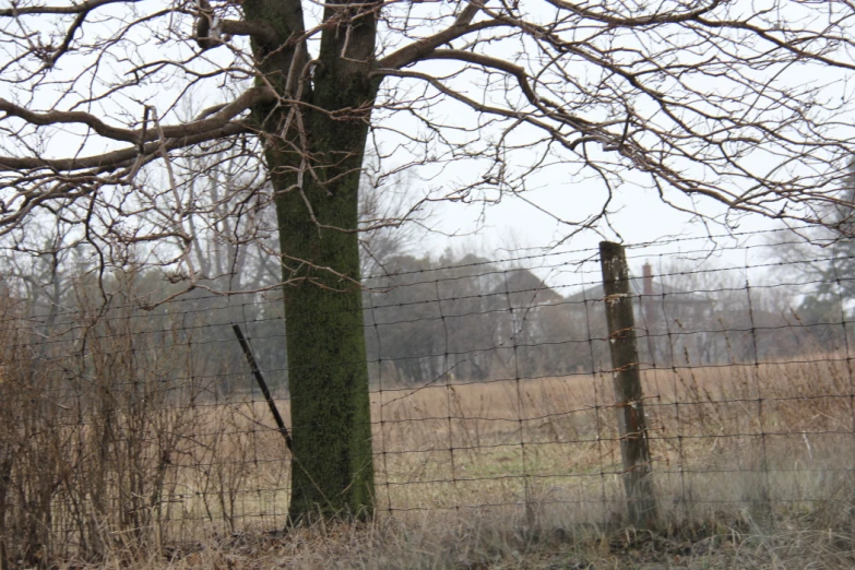 an empty field with trees in the background