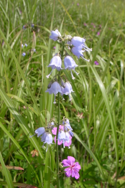 a bunch of purple and white flowers in a field