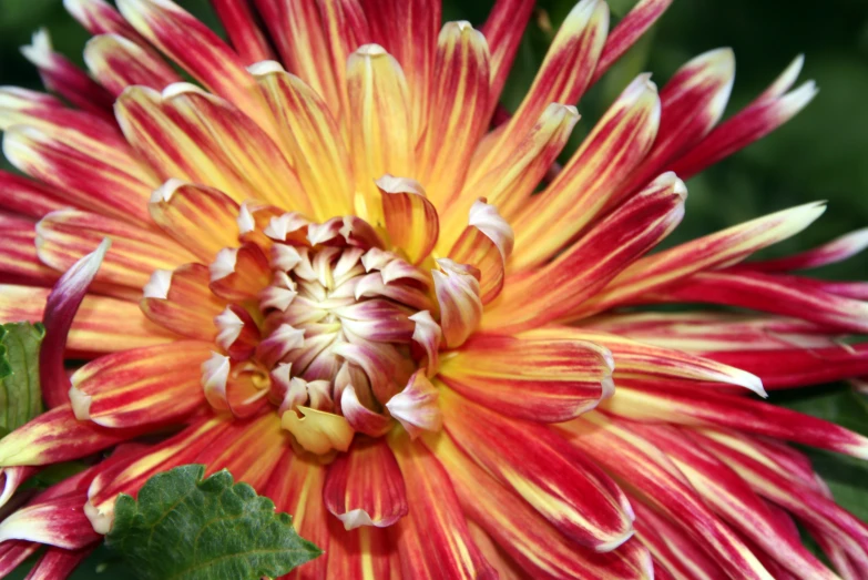a closeup po of a red and yellow flower