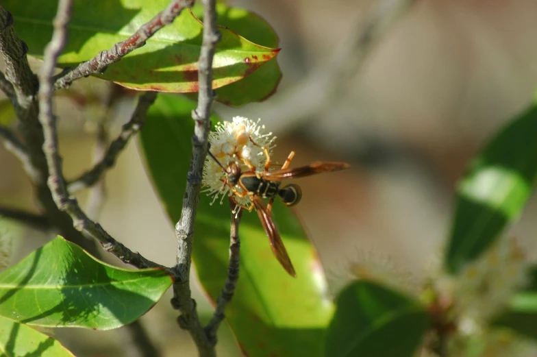 there is a bees that is on the tree