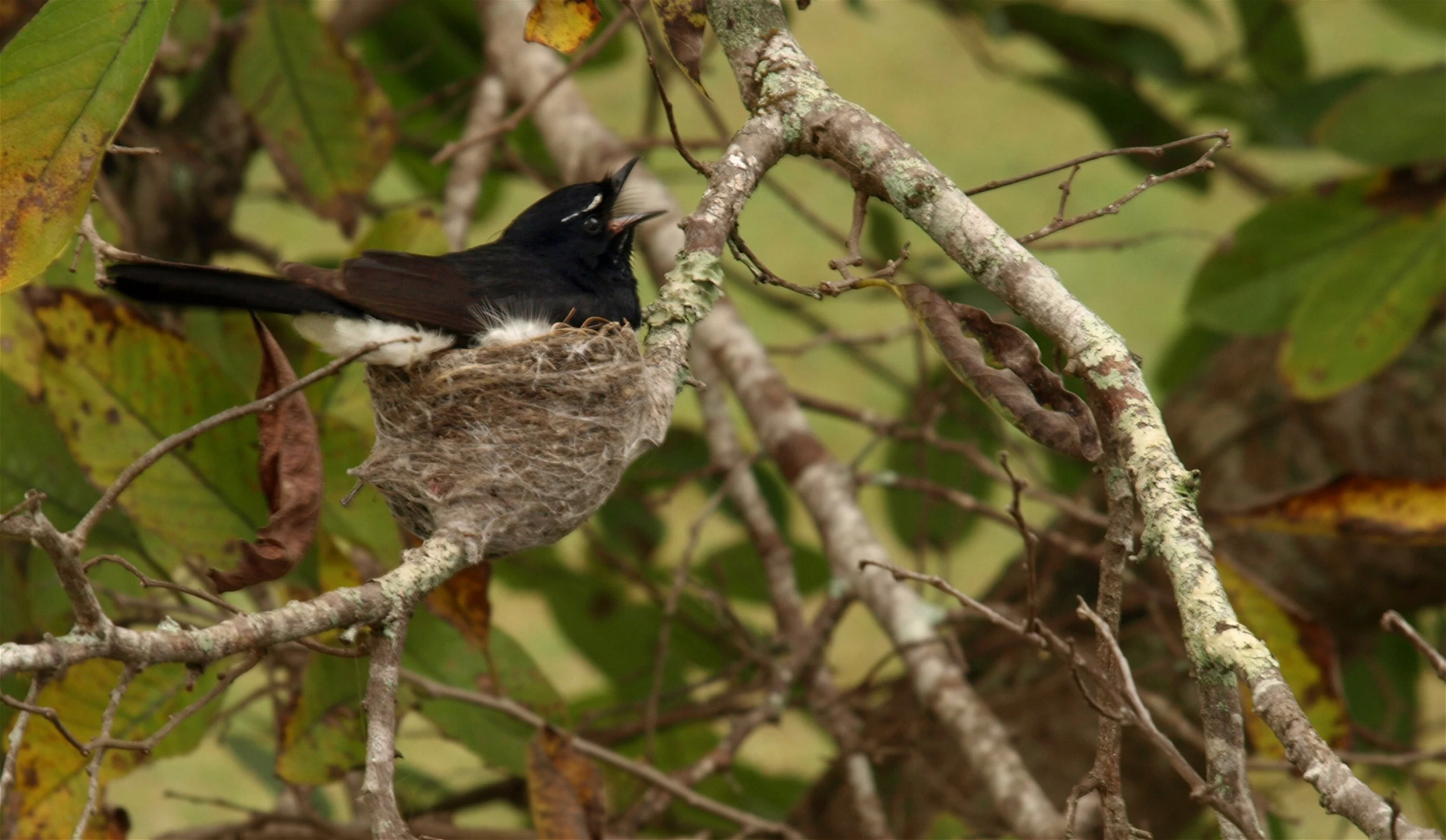 a small black bird sitting in the nest of a tree