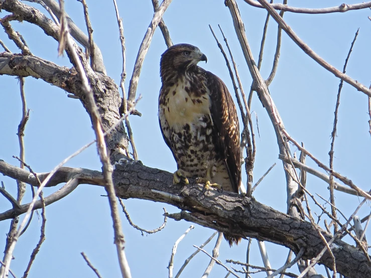 a hawk perched in a tree looking into the distance