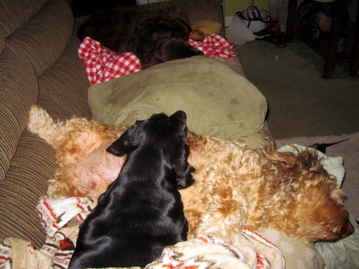 four dogs resting on a couch and playing