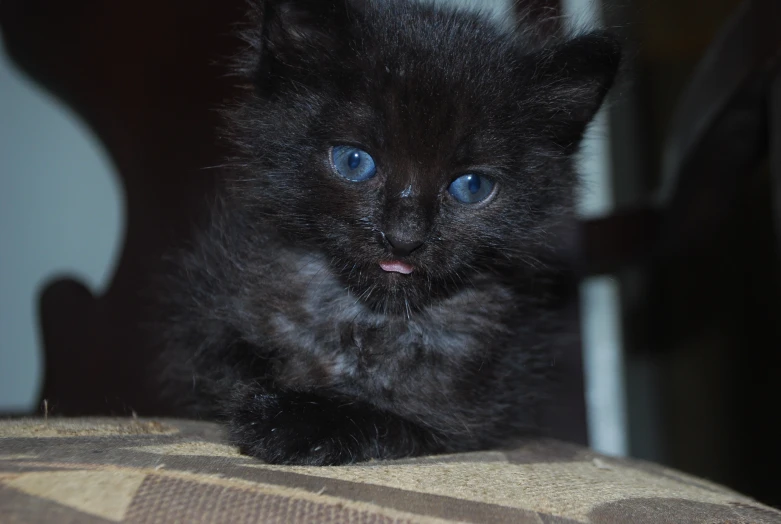 a little black kitten with blue eyes is laying on a chair