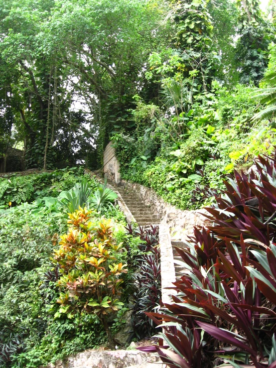 the steps and plants lead up to the top of a mountain