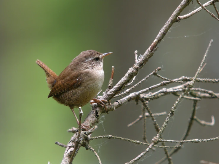 a bird sitting on a small tree nch