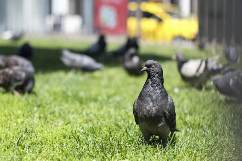 a group of birds standing on top of green grass