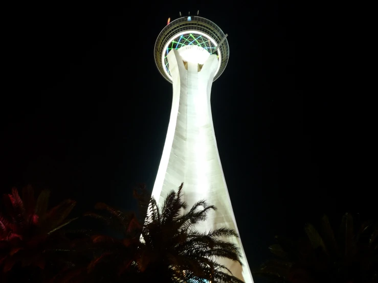 there are palm trees in the foreground as the sky tower stands in the background