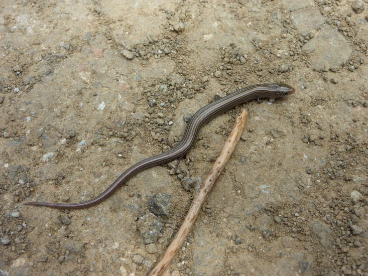a slug is lying on the ground by the stick