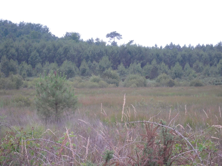 a ze in a field surrounded by trees and brush