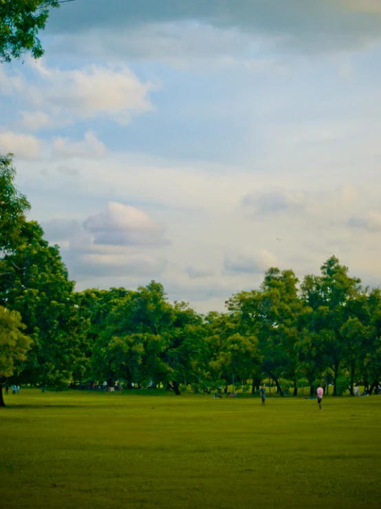 the park with many people is surrounded by tall trees