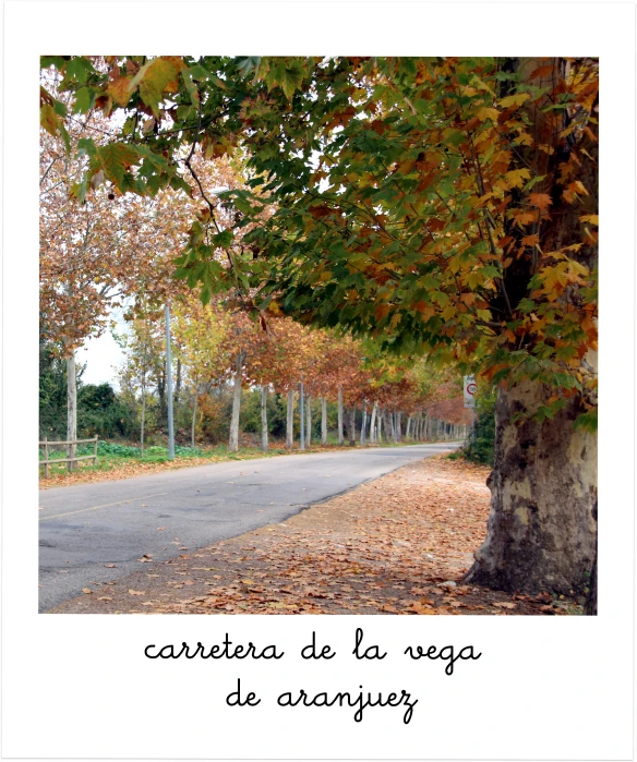 a road with a tree in the middle and trees surrounding it