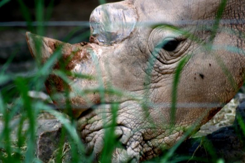 rhino standing in tall grass near metal bars