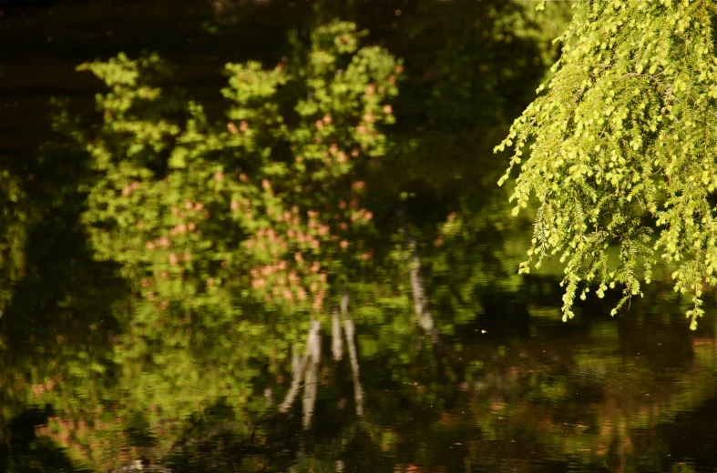 water reflection of trees in back of large pond