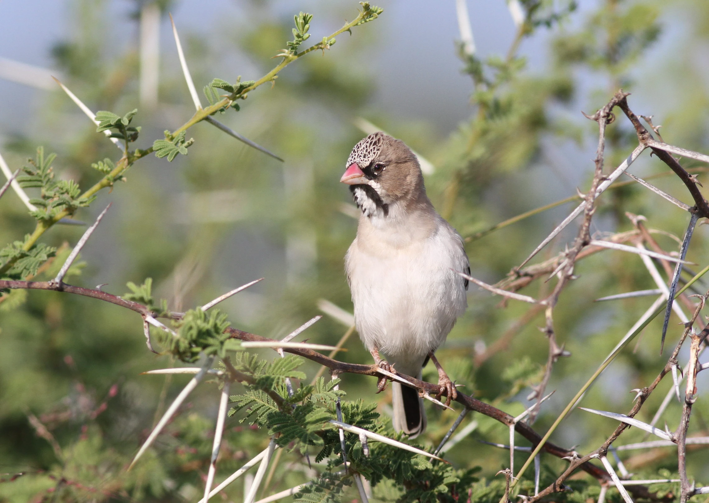 a bird perched on the nches of a tree