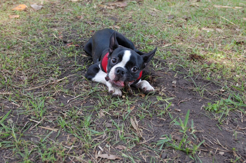 small black and white dog laying in the grass