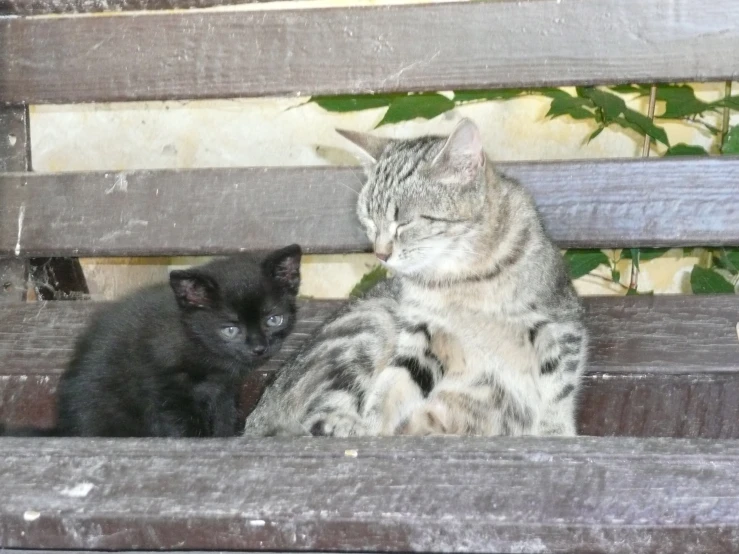 two cats sitting on a bench facing away from each other