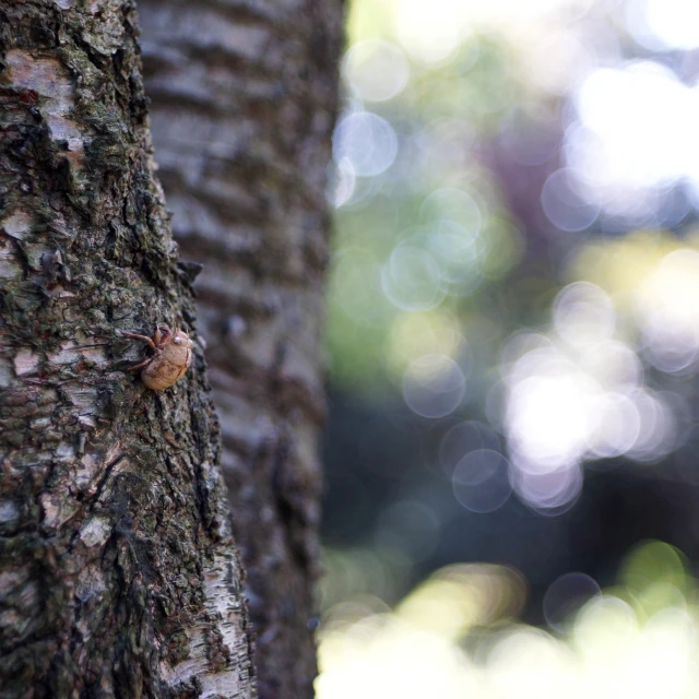 a brown spider crawling on the trunk of a tree