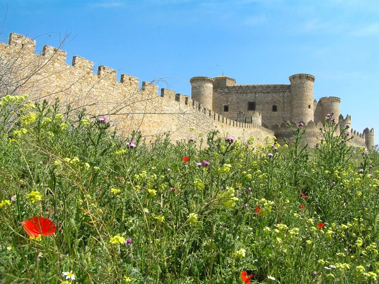 flowers growing on the ground in front of a castle