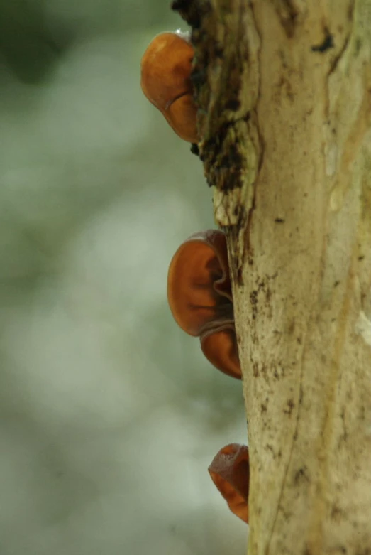 some mushrooms grow on the trunk of this tree