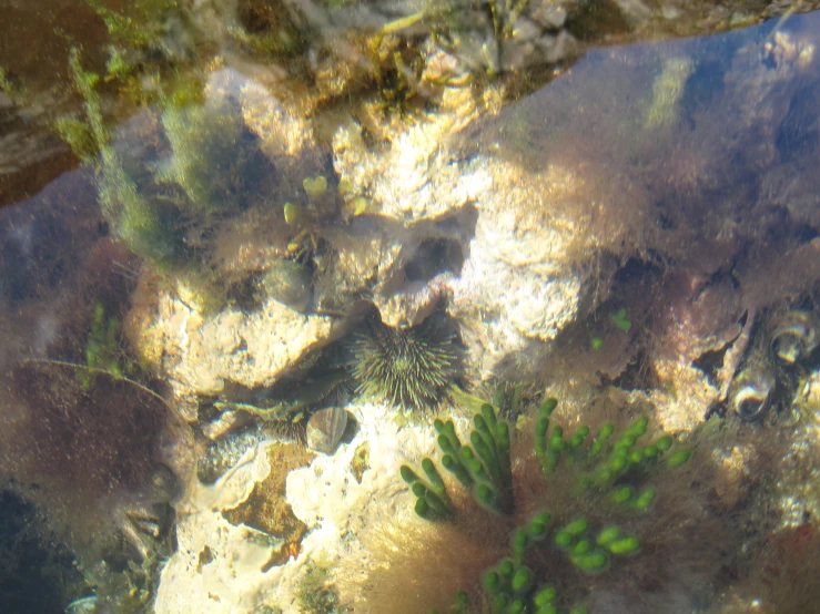 a rock underneath water with algae growing on it